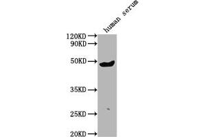 Western Blot Positive WB detected in human serum All lanes:IGHG3 antibody at 1:2000 Secondary Goat polyclonal to rabbit IgG at 1/50000 dilution Predicted band size: 42 kDa Observed band size: 42 kDa (IgG3 抗体  (AA 312-324))