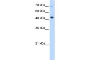 Western Blotting (WB) image for anti-Interferon Regulatory Factor 9 (IRF9) antibody (ABIN2460196) (IRF9 抗体)