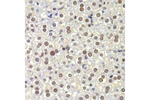Immunohistochemistry of paraffin-embedded mouse liver using NASP Antibody. (NASP 抗体)