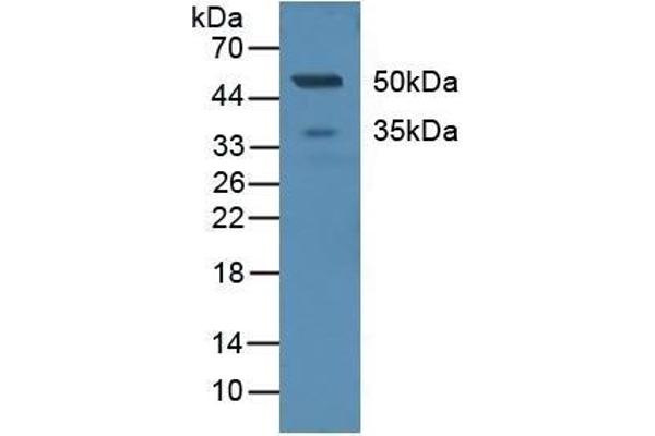 C-Type Lectin Domain Family 4, Member M (CLEC4M) (AA 242-399) 抗体