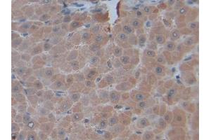 Immunohistochemistry (IHC) image for anti-Tumor Necrosis Factor (Ligand) Superfamily, Member 14 (TNFSF14) (AA 62-240) antibody (ABIN7436990)
