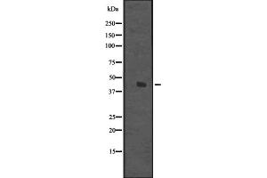 Western blot analysis of DDB2 expression in Hela cell lysate,The lane on the left is treated with the antigen-specific peptide. (DDB2 抗体  (C-Term))