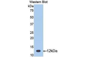 Western Blotting (WB) image for anti-Glycoprotein Hormones, alpha Polypeptide (CGA) (AA 25-120) antibody (ABIN1077933) (CGA 抗体  (AA 25-120))