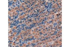 IHC-P analysis of stomach tissue, with DAB staining. (HAO1 抗体  (AA 102-357))
