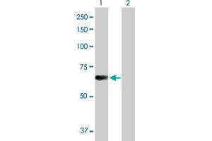 Western Blot analysis of L3MBTL4 expression in transfected 293T cell line by L3MBTL4 MaxPab polyclonal antibody. (L3MBTL4 抗体  (AA 1-534))