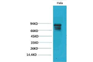 Western Blot (WB) analysis of HeLa using Stat3 Polyclonal Antibody.