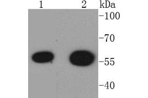 Lane 1: 293T Cell lysates, Lane 2: K562 lysates, probed with HDAC2 (3B7) Monoclonal Antibody  at 1:1000 overnight at 4˚C. (HDAC2 抗体)
