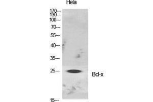 Western Blot (WB) analysis of specific cells using Bcl-x Polyclonal Antibody. (BCL2L1 抗体  (Ser176))