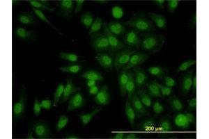 Immunofluorescence (IF) image for anti-Ral GEF with PH Domain and SH3 Binding Motif 2 (RALGPS2) (AA 282-386) antibody (ABIN565817)