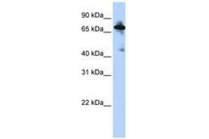 Image no. 1 for anti-Solute Carrier Family 9 (Sodium/hydrogen Exchanger), Member 8 (SLC9A8) (C-Term) antibody (ABIN6740850) (NHE8 抗体  (C-Term))