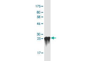 Western Blot detection against Immunogen (31. (LASS1 抗体  (AA 301-350))