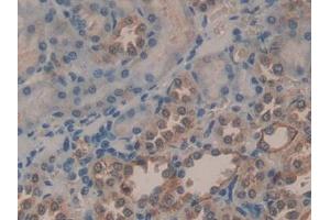 Detection of PGA in Human Kidney Tissue using Polyclonal Antibody to Pepsinogen A (PGA) (Pepsinogen A 抗体  (AA 63-295))
