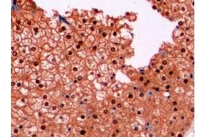 Detection of ARG in Human Liver Tissue using Monoclonal Antibody to Arginase (ARG) (ARG 抗体  (AA 1-322))