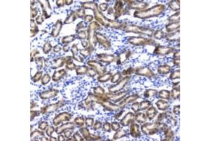 IHC testing of FFPE rat kidney tissue with IRF7 antibody at 1ug/ml. (Regucalcin 抗体)