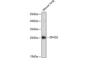 Western blot analysis of extracts of mouse lung, using EFHD2 antibody (ABIN7266903) at 1:1000 dilution. (EFHD2 抗体  (AA 1-78))