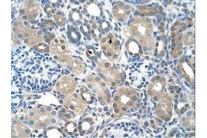 Image no. 1 for anti-F-Box Protein 25 (FBXO25) (C-Term) antibody (ABIN203458) (FBXO25 抗体  (C-Term))