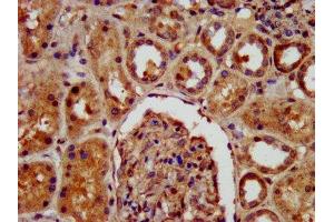 IHC image of ABIN7157624 diluted at 1:400 and staining in paraffin-embedded human kidney tissue performed on a Leica BondTM system. (KIF22 抗体  (AA 34-169))