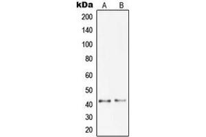 Western blot analysis of Pepsinogen C expression in DU145 (A), A673 (B) whole cell lysates. (PGC 抗体  (Center))