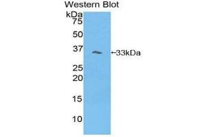 Western Blotting (WB) image for anti-phosphoinositide-3-Kinase Adaptor Protein 1 (PIK3AP1) (AA 397-650) antibody (ABIN1860216) (PIK3AP1 抗体  (AA 397-650))