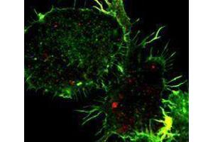 Immunofluorescence (IF) image for anti-Tumor Necrosis Factor alpha (TNF alpha) antibody (ABIN2666024) (TNF alpha 抗体)