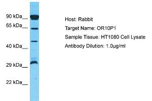 Host: Rabbit Target Name: OR10P1 Sample Type: HT1080 Whole Cell lysates Antibody Dilution: 1. (OR10P1 抗体  (C-Term))