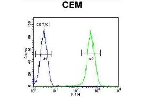 CRCT1 Antibody (N-term) flow cytometric analysis of CEM cells (right histogram) compared to a negative control cell (left histogram). (CRCT1 抗体  (N-Term))