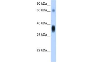 Western Blotting (WB) image for anti-Nephroblastoma Overexpressed (NOV) antibody (ABIN2462722) (NOV 抗体)