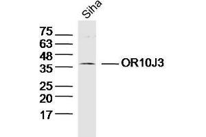 Lane 1: Siha lysates probed with OR10J3 Polyclonal Antibody at 1:300 overnight at 4˚C. (OR10J3 抗体  (AA 201-300))