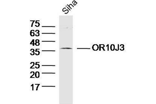 OR10J3 抗体  (AA 201-300)