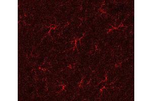 Indirect immunostaining of a PFA fixed rat hippocampus section (dilution 1 : 500). (GLN1 抗体)