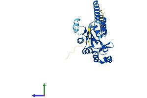 Protein Structure (PS) image for Ribosomal Protein L7-Like 1 (RPL7L1) (AA 1-246) protein (His tag) (ABIN7561128)