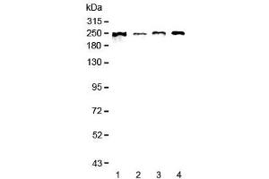 Western blot testing of human 1) MCF7, 2) COLO-320, 3) 22RV1 and 4) SGC-7901 lysate with SCRIB antibody at 0. (SCRIB 抗体)