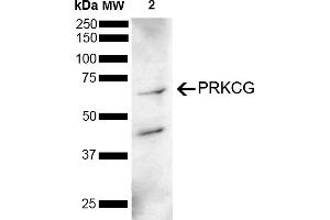 Western blot analysis of Mouse Brain showing detection of 78 kDa PRKCG protein using Rabbit Anti-PRKCG Polyclonal Antibody (ABIN5695960). (PKC gamma 抗体  (AA 150-250) (Atto 488))