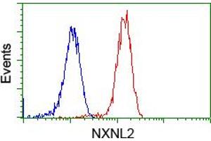 Image no. 4 for anti-Nucleoredoxin-Like 2 (NXNL2) antibody (ABIN1499887) (NXNL2 抗体)