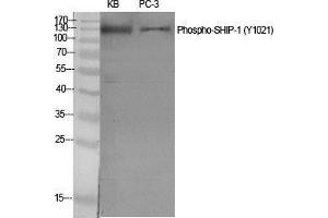 Western Blot (WB) analysis of specific cells using Phospho-SHIP-1 (Y1021) Polyclonal Antibody.