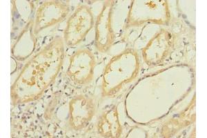 Immunohistochemistry of paraffin-embedded human kidney tissue using ABIN7160762 at dilution of 1:100 (OGG1 抗体  (AA 1-345))