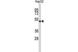 Western blot analysis of WDR37 Antibody (C-term) in HepG2 cell line lysates (35 µg/lane). (WDR37 抗体  (C-Term))