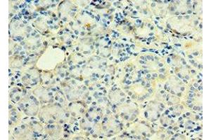 Immunohistochemistry of paraffin-embedded human pancreatic tissue using ABIN7171227 at dilution of 1:100 (Syntaxin 12 抗体  (AA 1-250))