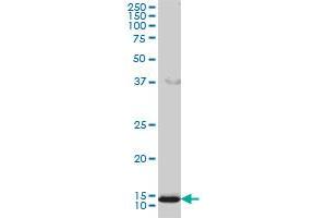 GOLGA7 monoclonal antibody (M01), clone 2H8 Western Blot analysis of GOLGA7 expression in HL-60 . (Golgin A7 抗体  (AA 1-137))