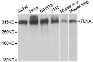 Western blot analysis of extracts of various cell lines, using FLNA antibody. (Filamin A 抗体  (AA 2348-2647))