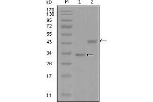 Western blot analysis using SKP2 mouse mAb against truncated Trx-SKP2 recombinant protein (1) and GST-SKP2 (aa1-130) recombinant protein (2). (SKP2 抗体  (AA 1-130))