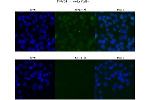 Sample Type : HeLa  Primary Antibody Dilution: 4 ug/ml  Secondary Antibody : Anti-rabbit Alexa 546  Secondary Antibody Dilution: 2 ug/ml  Gene Name : TEAD4 (TEAD4 抗体  (Middle Region))