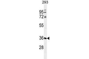 TMCO5B Antibody (C-term) western blot analysis in 293 cell line lysates (35 µg/lane). (TMCO5B 抗体  (C-Term))
