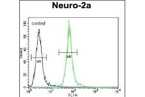 PCDP1 Antibody (C-term) (ABIN654276 and ABIN2844084) flow cytometric analysis of Neuro-2a cells (right histogram) compared to a negative control cell (left histogram). (Primary Ciliary Dyskinesia Protein 1 (PCDP1) (AA 787-816), (C-Term) 抗体)