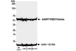 Western Blotting (WB) image for anti-Nicotinamide phosphoribosyltransferase (NAMPT) (AA 400-450) antibody (ABIN7454014) (Recombinant NAMPT 抗体  (AA 400-450))