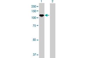 Western Blot analysis of AXL expression in transfected 293T cell line by AXL MaxPab polyclonal antibody. (AXL 抗体  (AA 1-894))