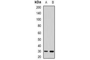 Western blot analysis of UPIb expression in HEK293T (A), mouse skin (B) whole cell lysates. (Uroplakin 1B 抗体)