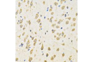 Immunohistochemistry of paraffin-embedded mouse brain using PTPRE antibody (ABIN5975100) at dilution of 1/100 (40x lens). (PTPRE 抗体)
