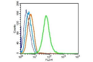 Raji cells probed with 	Transferrin receptor Polyclonal Antibody, Unconjugated  at 1:100 for 30 minutes followed by incubation with a conjugated secondary (PE Conjugated) (green) for 30 minutes compared to control cells (blue), secondary only (light blue) and isotype control (orange). (Transferrin Receptor 抗体  (AA 621-720))