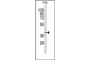 Image no. 1 for anti-Aldo-Keto Reductase Family 1, Member A1 (Aldehyde Reductase) (AKR1A1) (C-Term) antibody (ABIN357879) (AKR1A1 抗体  (C-Term))